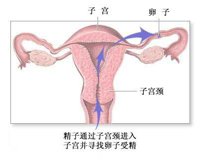精子进入卵子路径图
